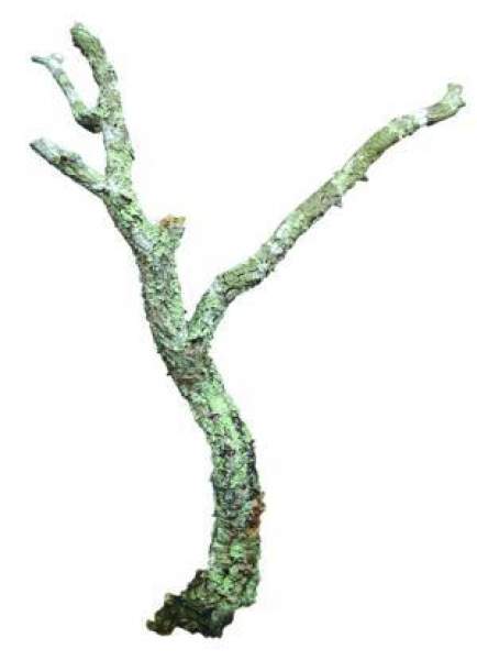 Zierkorkäste naturbelassen